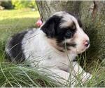 Small #6 Australian Shepherd