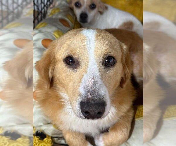 Medium Photo #1 Mutt Puppy For Sale in New York, NY, USA