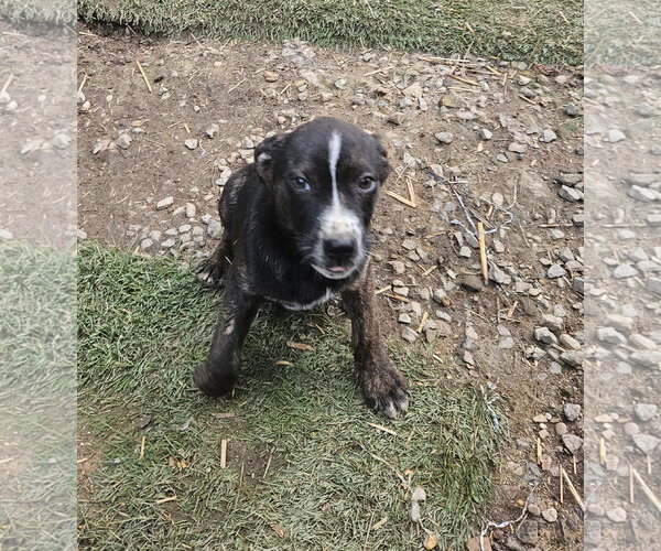 Medium Photo #3 Mutt Puppy For Sale in Tracy City, TN, USA