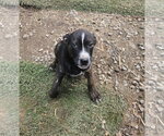 Small #2 Mutt