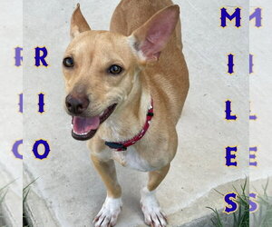 Rio Miles - Male Dachshund-Unknown Mix Dog for Adoption - Photo #23