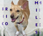 Small #22 Dachshund Mix