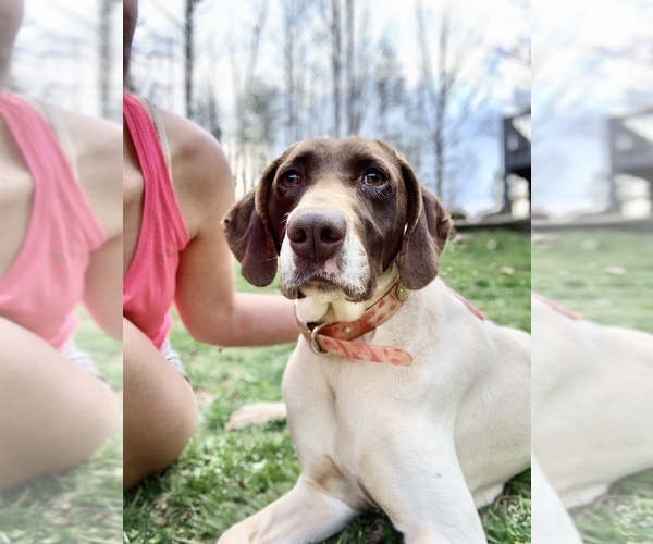 Medium Photo #1 German Shorthaired Pointer Puppy For Sale in PROSPECT, VA, USA