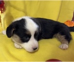 Small Photo #7 Cardigan Welsh Corgi Puppy For Sale in DEARBORN, MO, USA