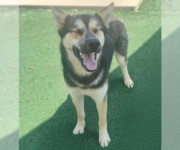 Medium Photo #6 German Shepherd Dog-Unknown Mix Puppy For Sale in Rockwall, TX, USA