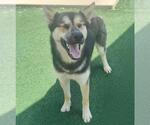 Small #5 German Shepherd Dog Mix
