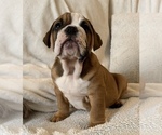 Small Photo #19 English Bulldog Puppy For Sale in JOHNS ISLAND, SC, USA