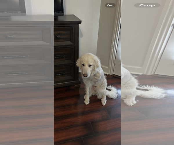 Medium Photo #1 Great Pyrenees Puppy For Sale in Spring, TX, USA