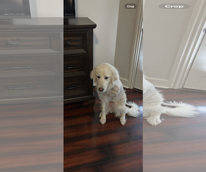 Great Pyrenees Dogs for adoption in Spring, TX, USA