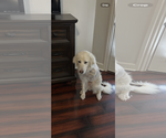 Small Great Pyrenees