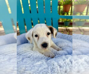 Mutt Dogs for adoption in Pacolet, SC, USA