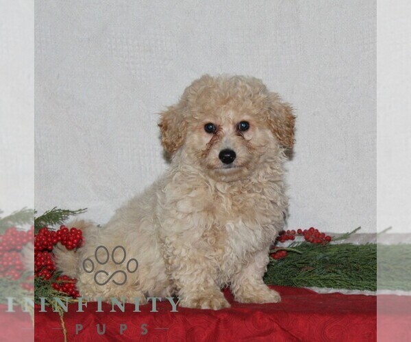 Medium Photo #2 Bichpoo Puppy For Sale in RISING SUN, MD, USA