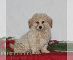 Small Photo #2 Bichpoo Puppy For Sale in RISING SUN, MD, USA