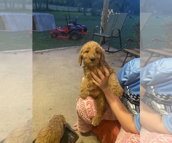Medium Photo #4 Goldendoodle Puppy For Sale in MACOMB, MO, USA
