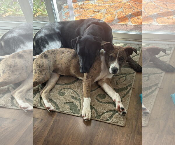 Medium Photo #15 American Bandogge mastiff Puppy For Sale in Spotsylvania, VA, USA