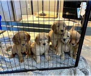 Golden Retriever-Goldendoodle Mix Puppy for sale in GARRETT, IN, USA