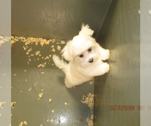Maltese Puppy for sale in CARROLLTON, GA, USA