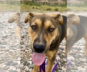 Benson - Male German Shepherd Dog Dog for Adoption - Photo #10