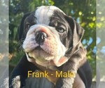 Small Photo #3 Bulldog Puppy For Sale in FAIR OAKS, CA, USA