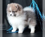 Small #10 Pomeranian