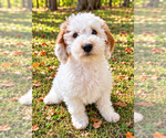 Nash - Male Goldendoodle (Miniature) Puppy for Sale - Photo #5