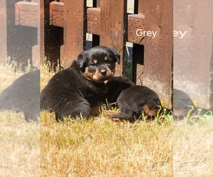 Rottweiler Puppy for sale in OLYMPIA, WA, USA