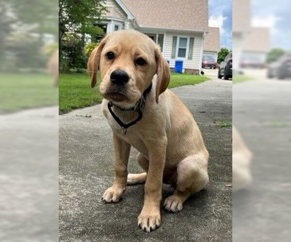 Medium Photo #14 Labrador Retriever-Unknown Mix Puppy For Sale in Garner, NC, USA