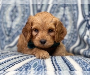 Cocker Spaniel-Poodle (Miniature) Mix Puppy for sale in LAKELAND, FL, USA