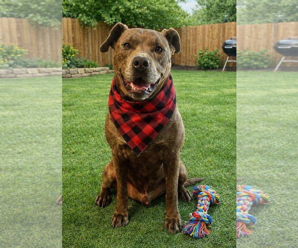 Medium Photo #5 American Staffordshire Terrier-Unknown Mix Puppy For Sale in Euless, TX, USA