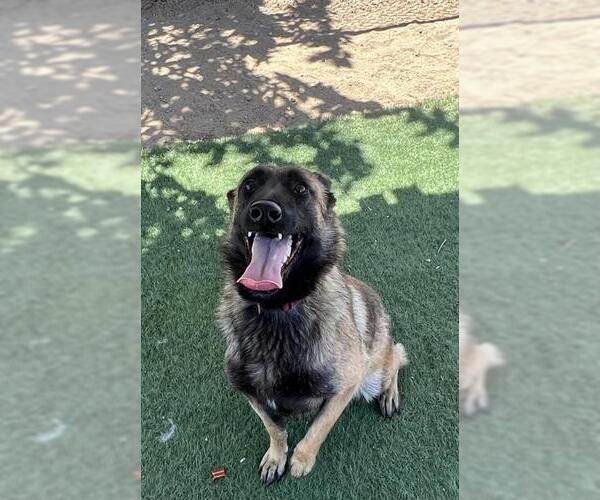 Medium Photo #1 Mutt Puppy For Sale in HESPERIA, CA, USA
