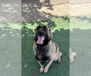 Mutt Dogs for adoption in HESPERIA, CA, USA