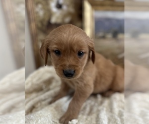 Golden Retriever Puppy for sale in FORDLAND, MO, USA