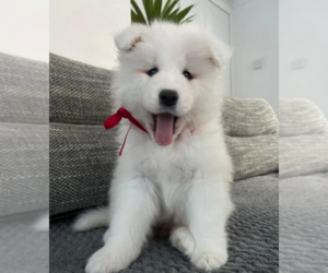 Samoyed Puppy for sale in ARLETA, CA, USA