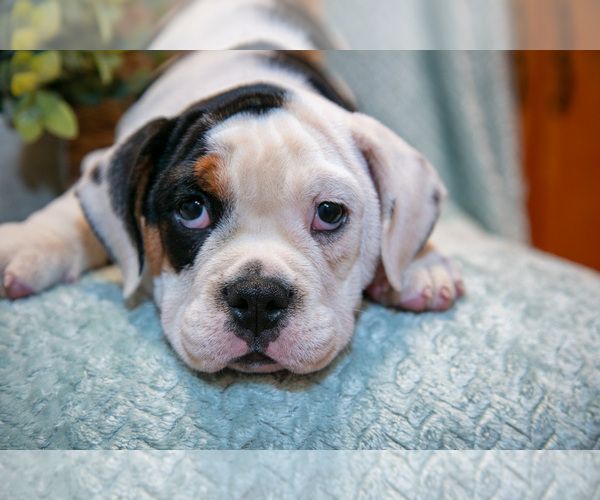 Medium Photo #4 Beabull Puppy For Sale in LOUISVILLE, OH, USA
