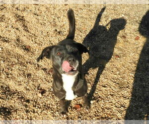 Pebbles - Female Feist Terrier-Labrador Retriever Mix Dog for Adoption - Photo #3