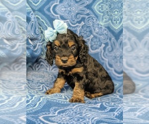 Cock-A-Poo Puppy for sale in LINCOLN UNIV, PA, USA