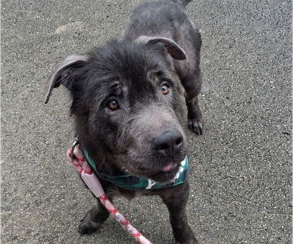 Medium Photo #2 German Shepherd Dog-Unknown Mix Puppy For Sale in Ocala, FL, USA