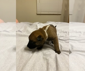 Belgian Malinois Puppy for Sale in SPARTANBURG, South Carolina USA
