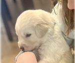 Small Photo #2 Maremma Sheepdog Puppy For Sale in LECOMPTON, KS, USA