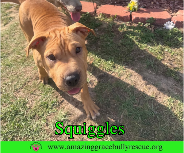 Medium Photo #1 Mutt Puppy For Sale in Milton, FL, USA