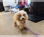 Small #1 Shih-Poo