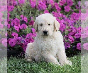 Labradoodle mix (+ Poodle Standard) Puppy for sale in RONKS, PA, USA