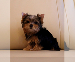 Small #4 Yorkshire Terrier
