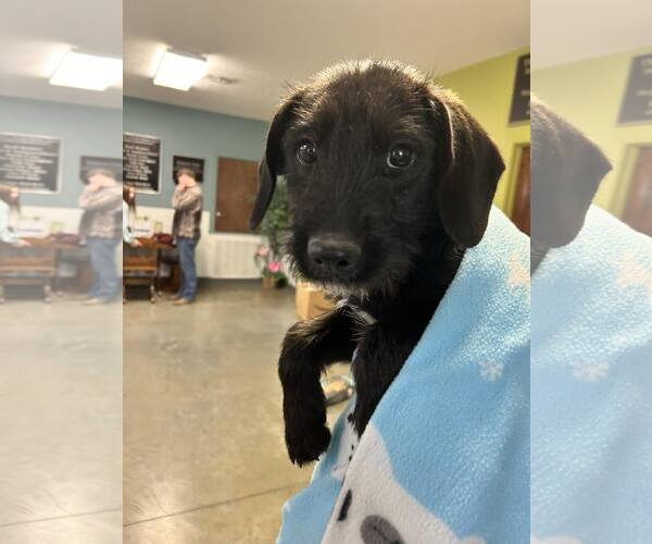 Medium Photo #1 Mutt Puppy For Sale in Minneapolis, MN, USA