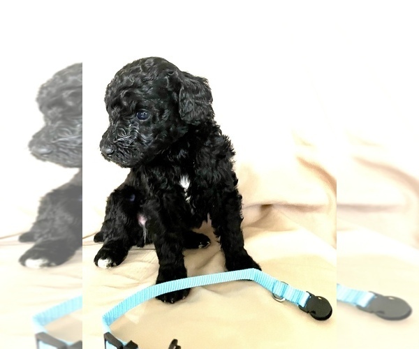 Medium Photo #1 Poodle (Standard) Puppy For Sale in COLEMAN, OK, USA