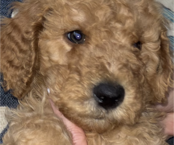 Medium Photo #7 Poodle (Standard) Puppy For Sale in DEXTER, MO, USA