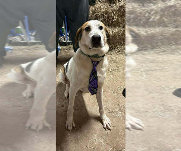 Medium Photo #3 Mutt Puppy For Sale in Abbeville, LA, USA