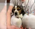 Small #14 Beagle
