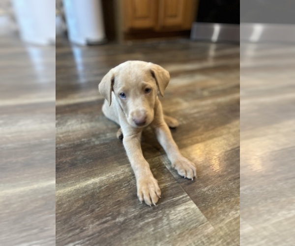 Medium Photo #3 Labrador Retriever Puppy For Sale in LEASBURG, MO, USA