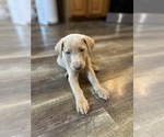 Small #2 Labrador Retriever
